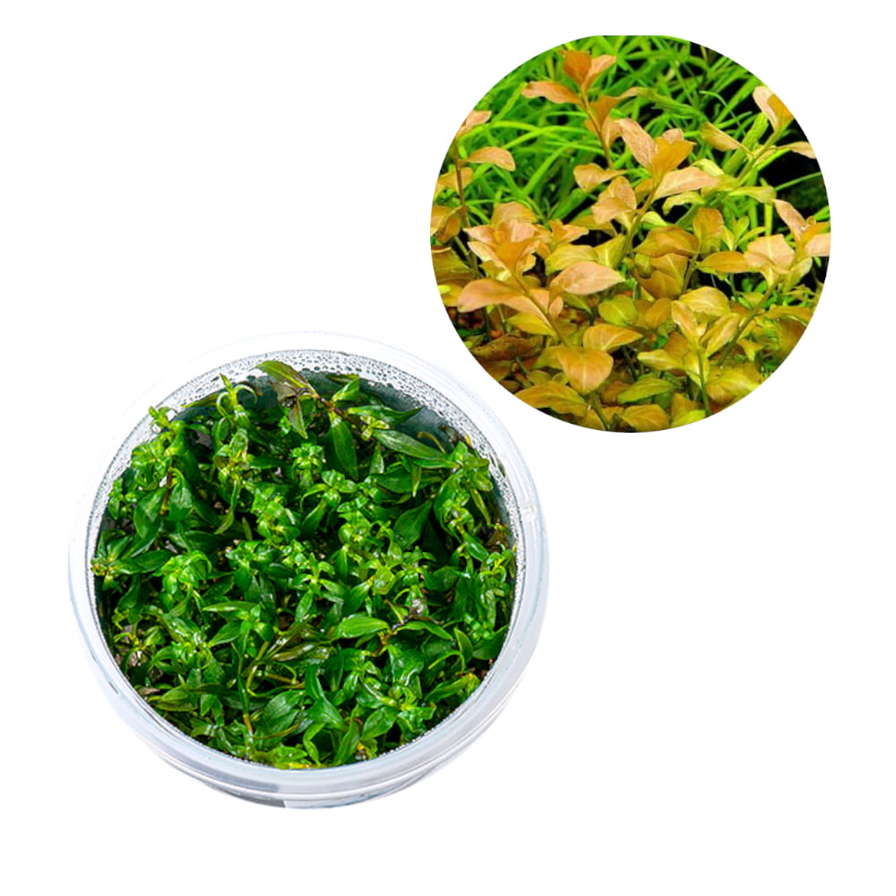 ovalis ludwigia3.jpg